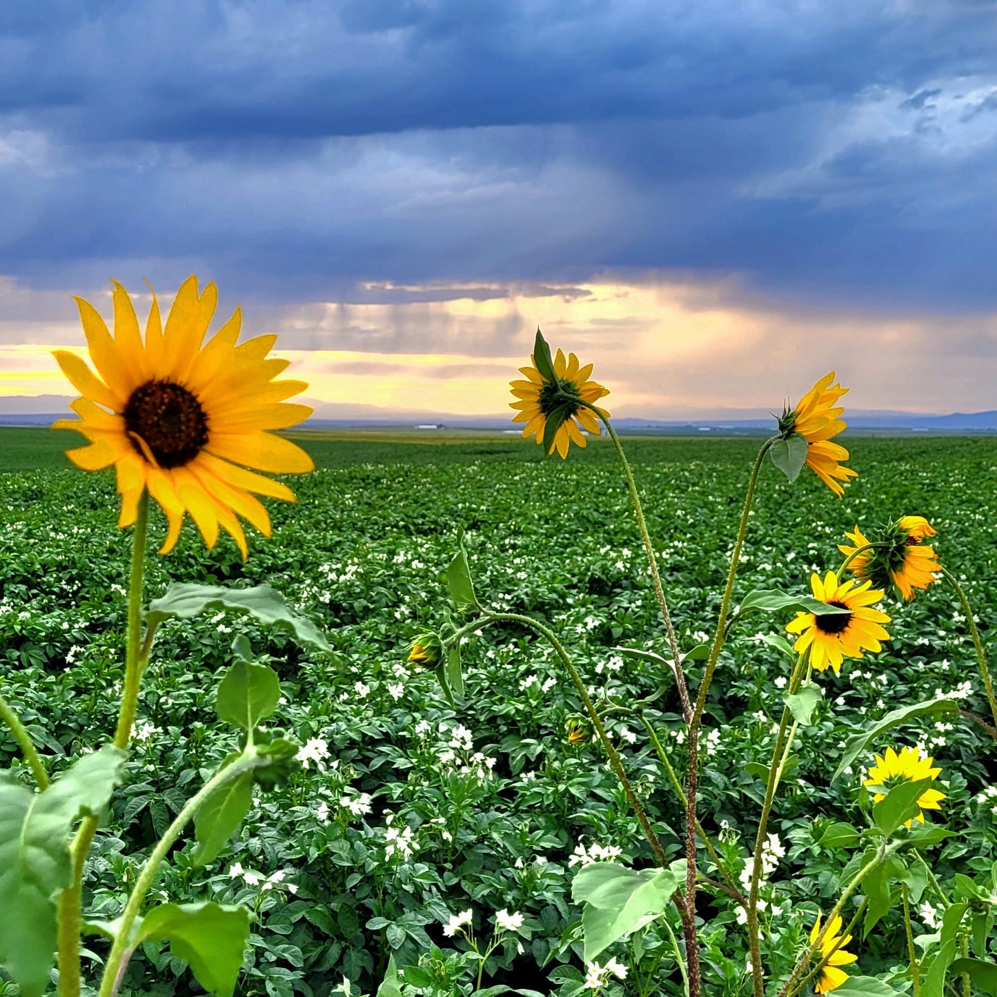 Sunflowers and Rain