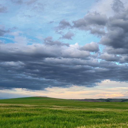 Cloud-Shadowed Fields