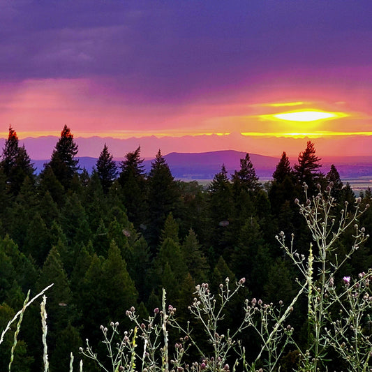 Purple Sunset Over Trees