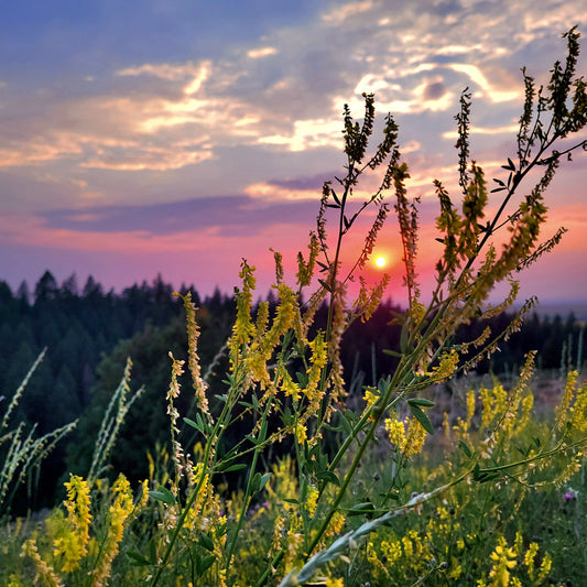 Solidago Sunset