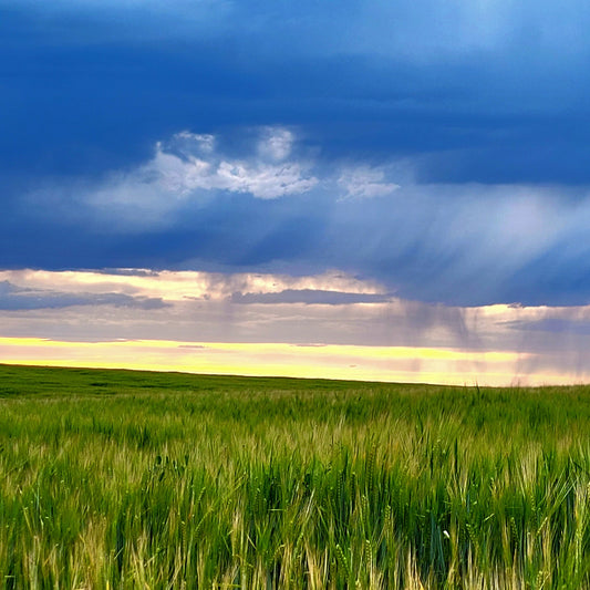 Stormy Fields
