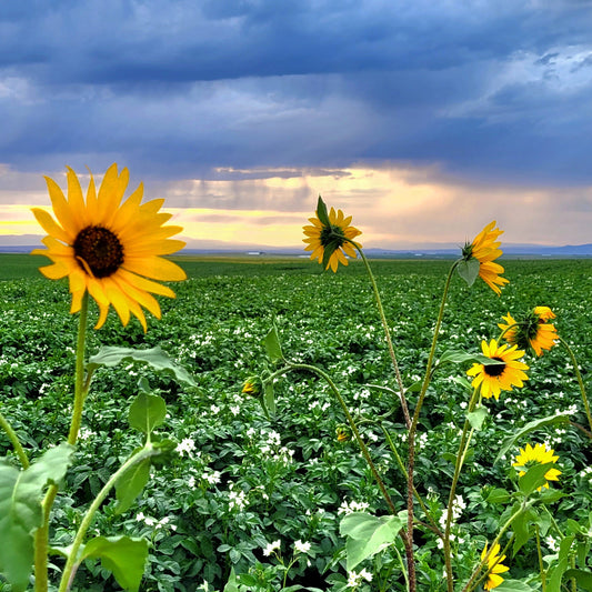 Sunflowers and Rain
